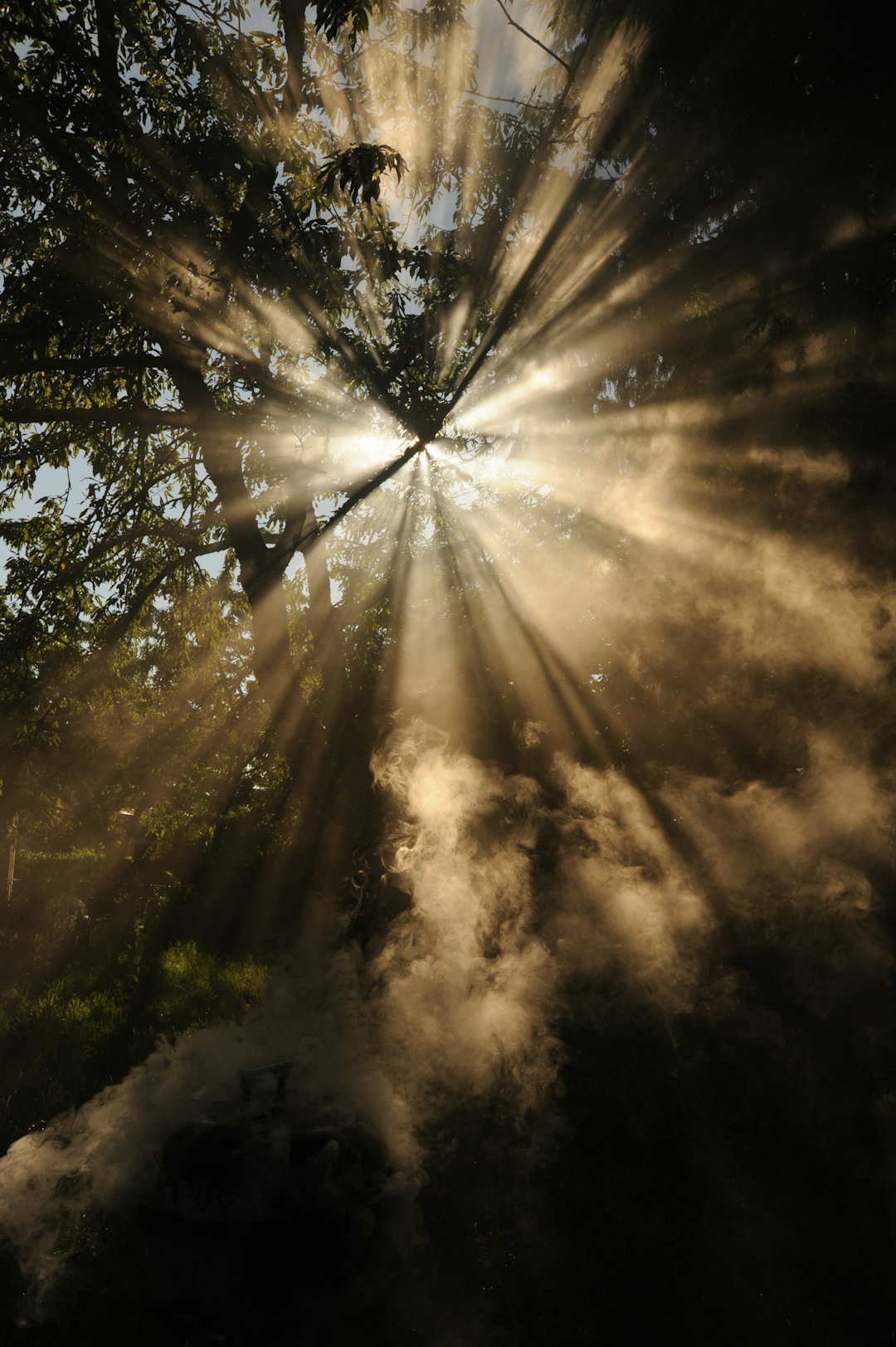 sun-rays-coming-through-trees.jpg sun rays coming through trees